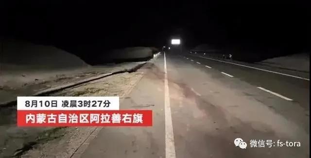 乘车撞上骆驼，知名演员重伤身亡，开车撞到动物为什么更危险？ 