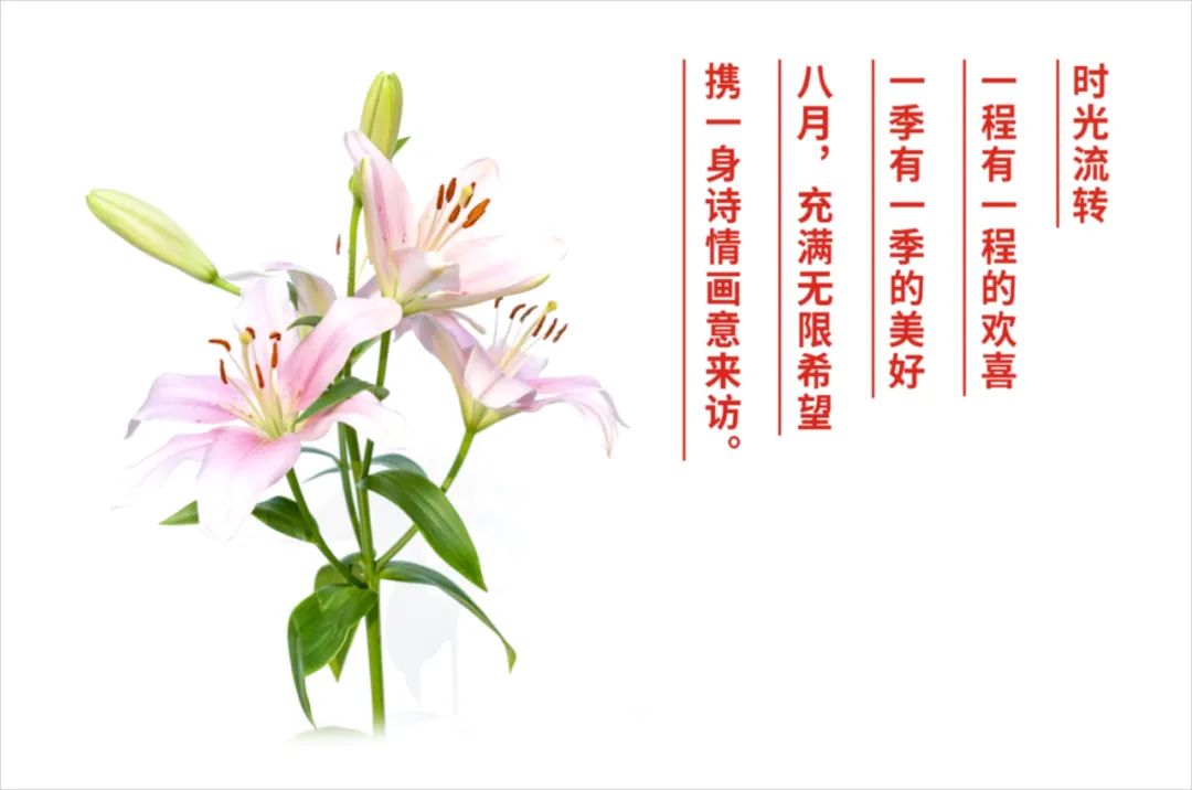 卫斯理化工:8月员工生日汇，百合花香，倾城佳话